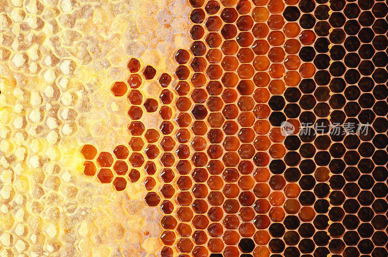 蜂蜜在坐标系。
