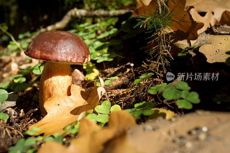 Steinpilz的特写镜头(牛肝菌)