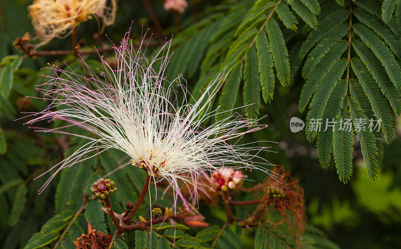 芫花Parvifolia花