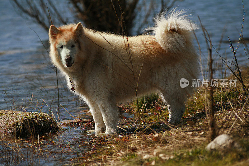 阿拉斯加哈士奇狗靠近水