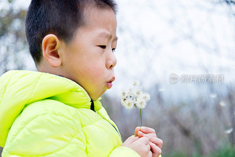 男孩吹着蒲公英