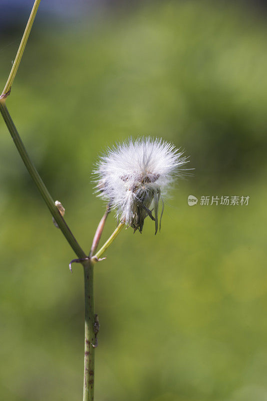 毛茸茸的蒲公英