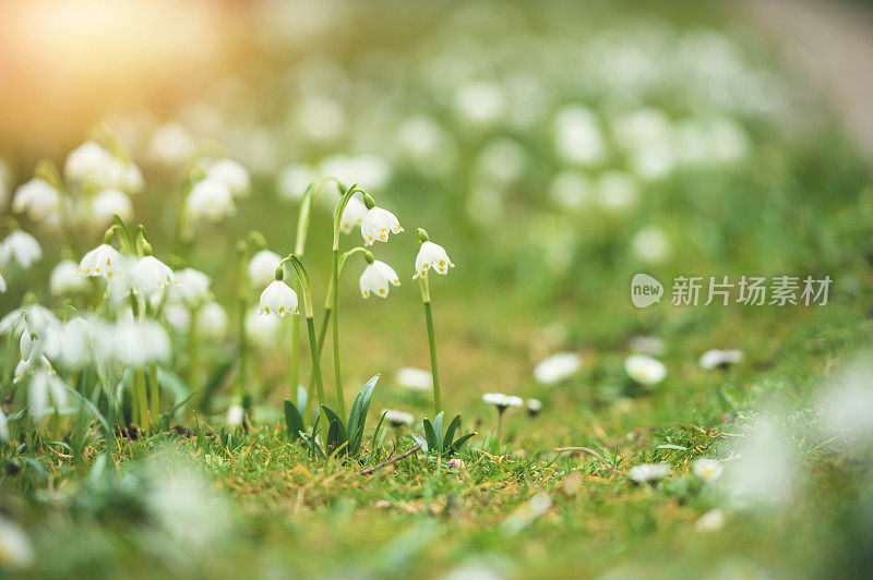 清晨阳光下的雪花