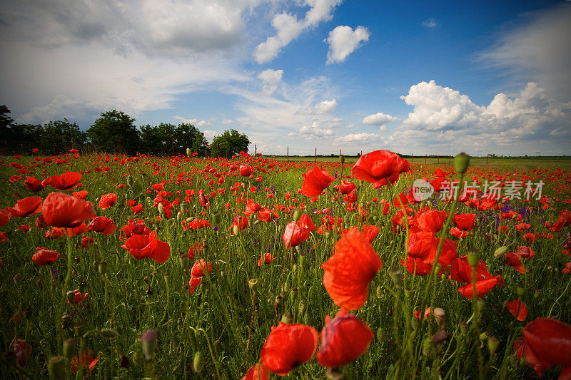 美丽的田野和红色的罂粟在惊人的蓝色天空下