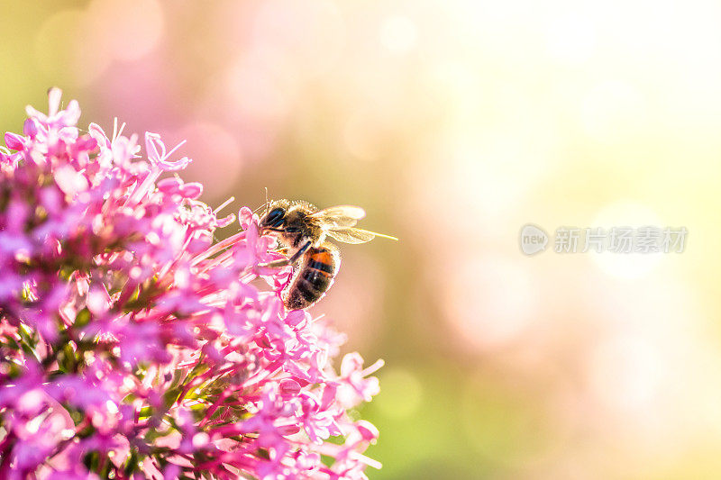 在阳光下，蜜蜂在粉红色的花朵上授粉