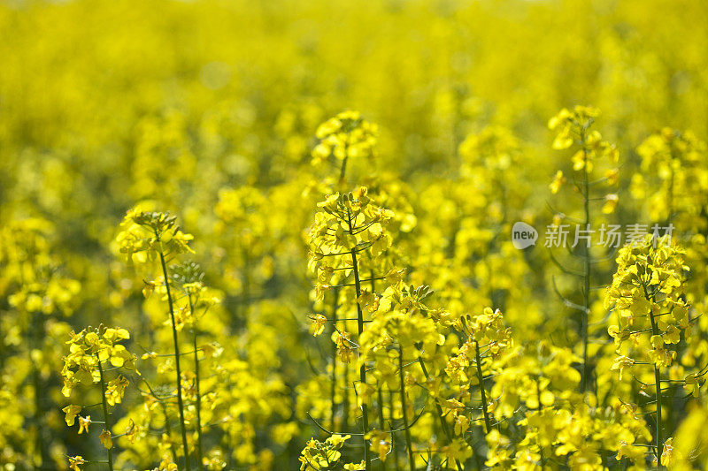 油菜花开花