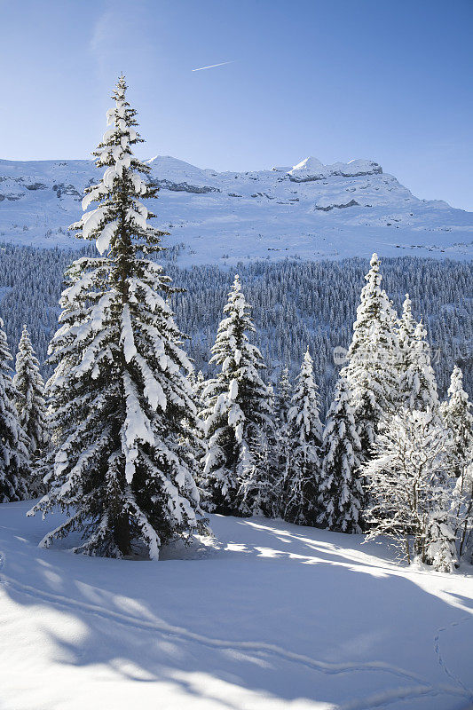 雪常青树