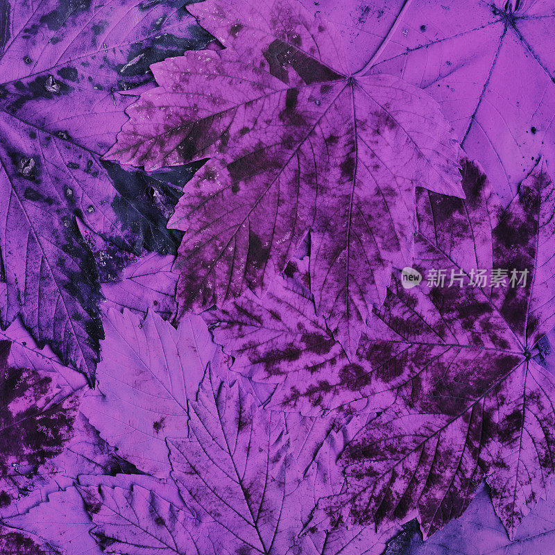 高分辨率干秋枫树叶紫色单色背景