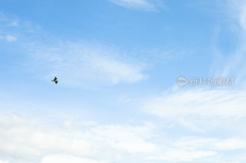 海鸥在天空中飞翔