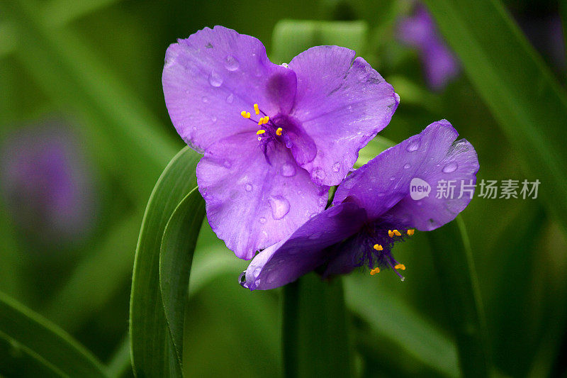 紫露草属多年生花卉