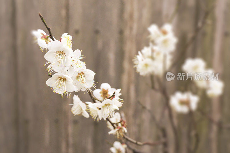 日本樱花