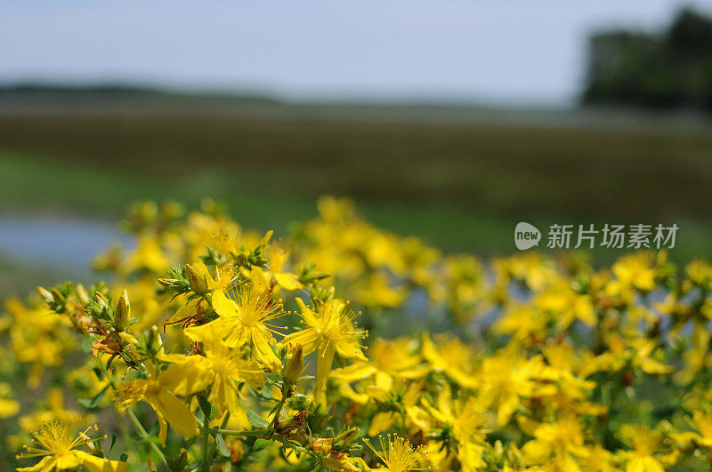 沼泽里的花