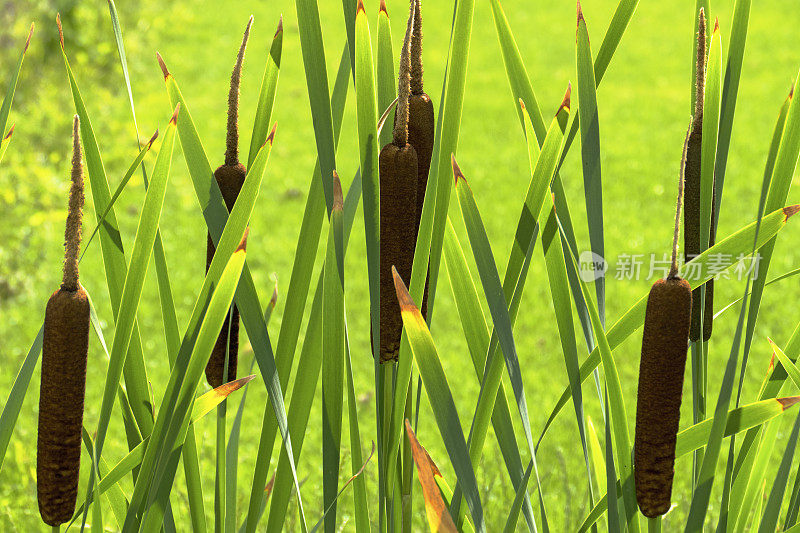 香蒲latifolia