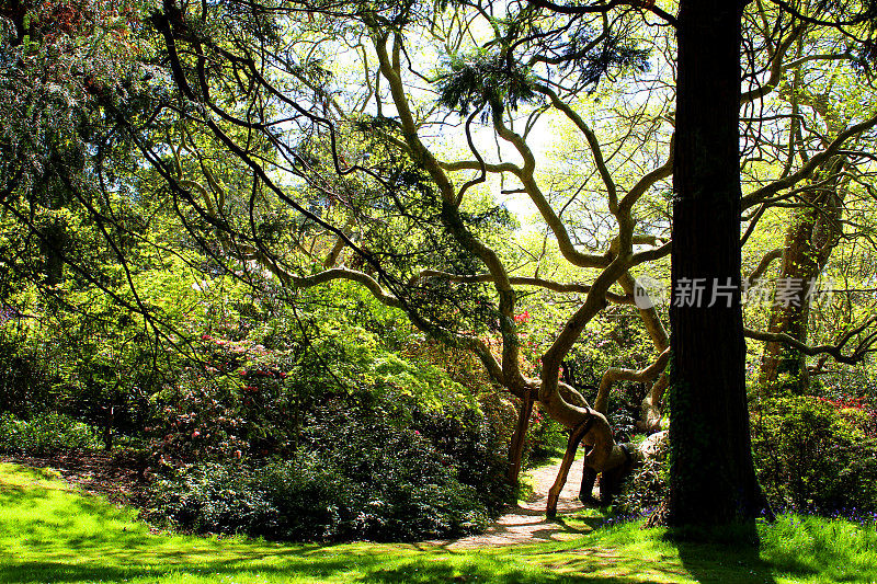 像大杜鹃花的树干和树枝，在树荫下