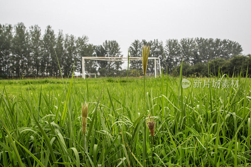 足球场上的野草