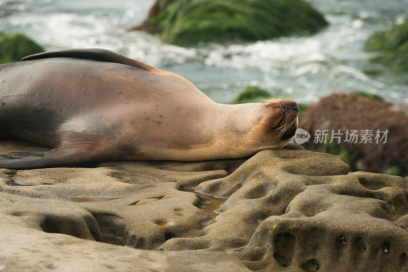 圣地亚哥海狮