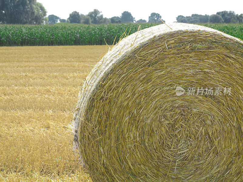 德国斯佩尔附近有干草的麦田