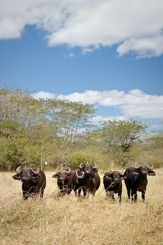 赞比亚的非洲海角水牛