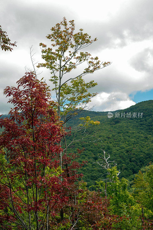 大烟山的秋叶