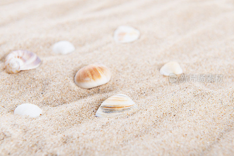 海滩及海洋生物