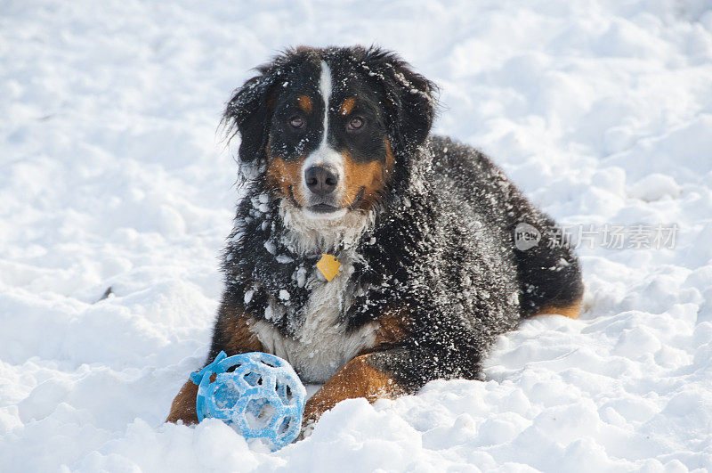 伯尔尼山狗在雪中玩耍