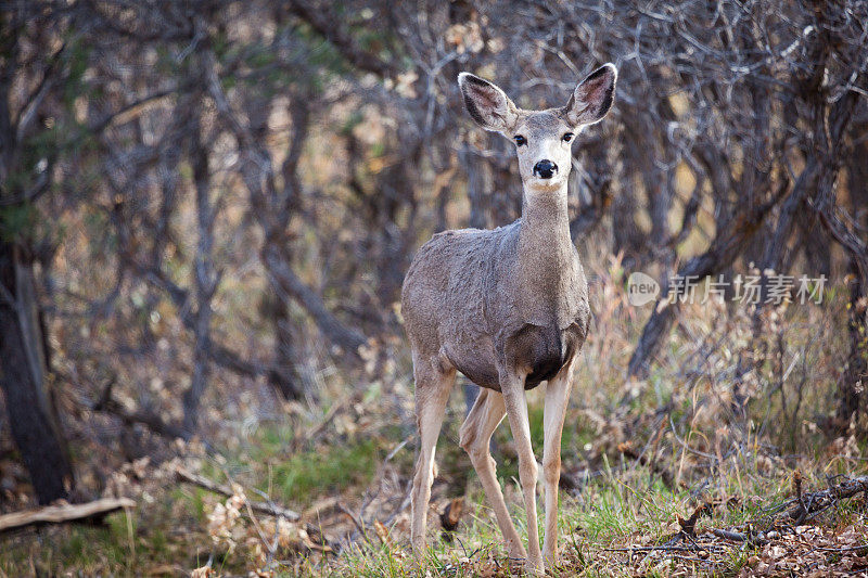 科罗拉多西部的骡鹿在秋天的自然栖息地