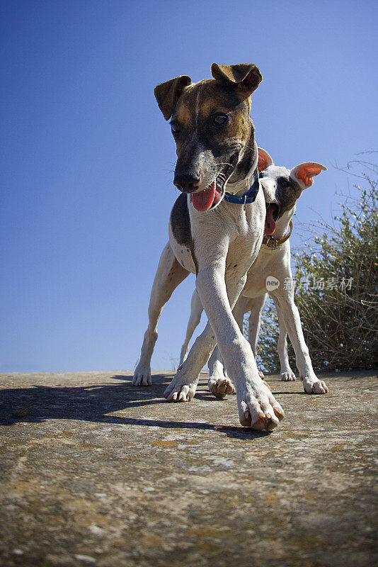 两只小狐犬