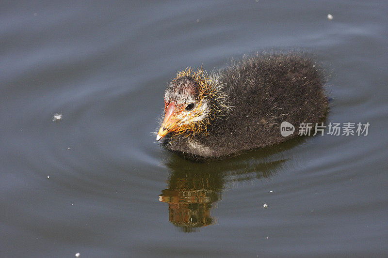 秃骨鸡小妞福里卡·特拉平静地漂浮着