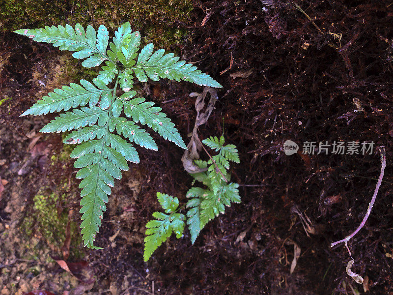 新加坡,热带植物。