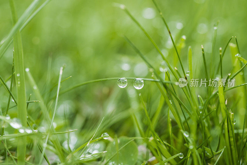近距离的新鲜的草与水滴。