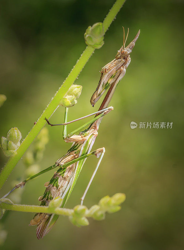 螳螂恩浦萨Pennata