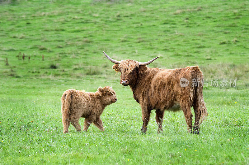 高原牛-母亲和小牛在绿色的牧场