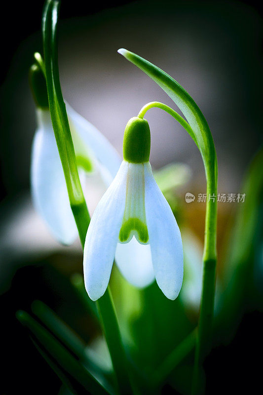 雪花莲