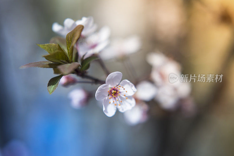 樱花樱花