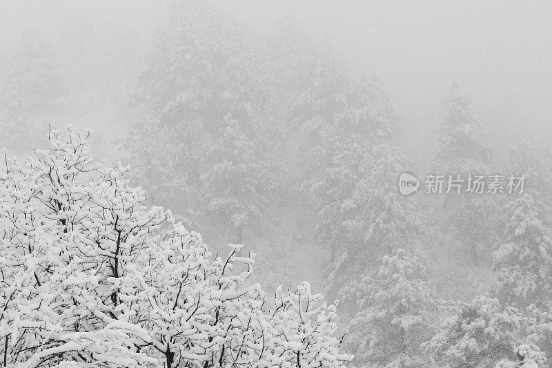 科罗拉多州派克国家森林四月的暴风雪