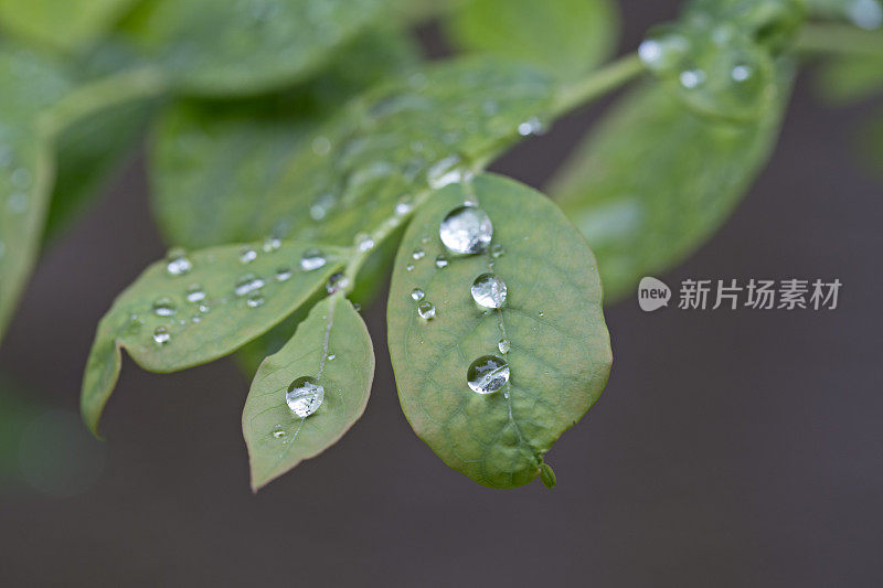 雨后的蓝莓叶子