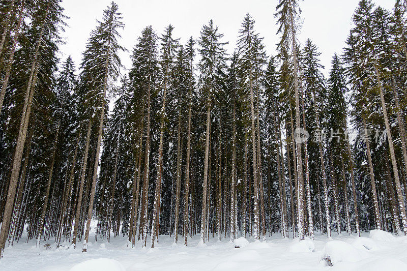 雪中的云杉树干