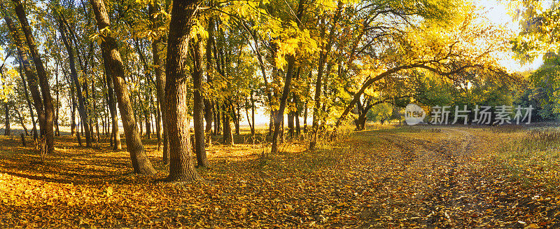 路在秋天的森林里。阿斯特拉罕地区、俄罗斯