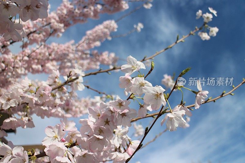 日本樱花