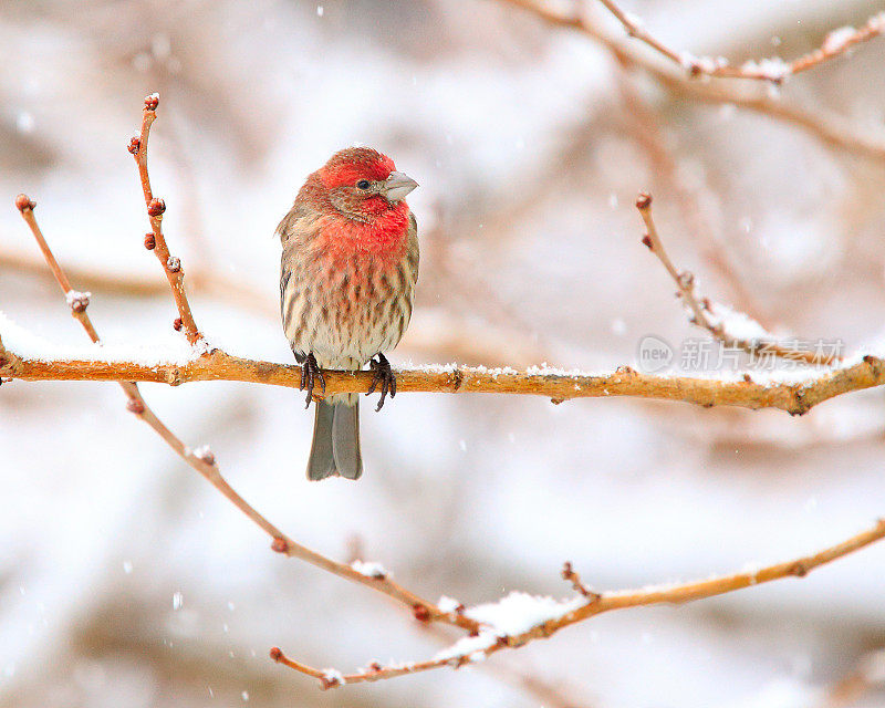 雄性家雀享受冬天