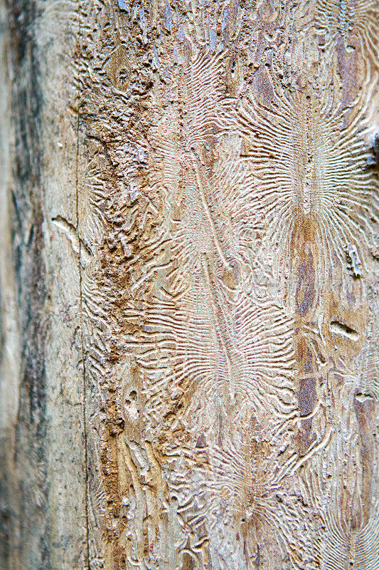 木头上有甲虫的痕迹