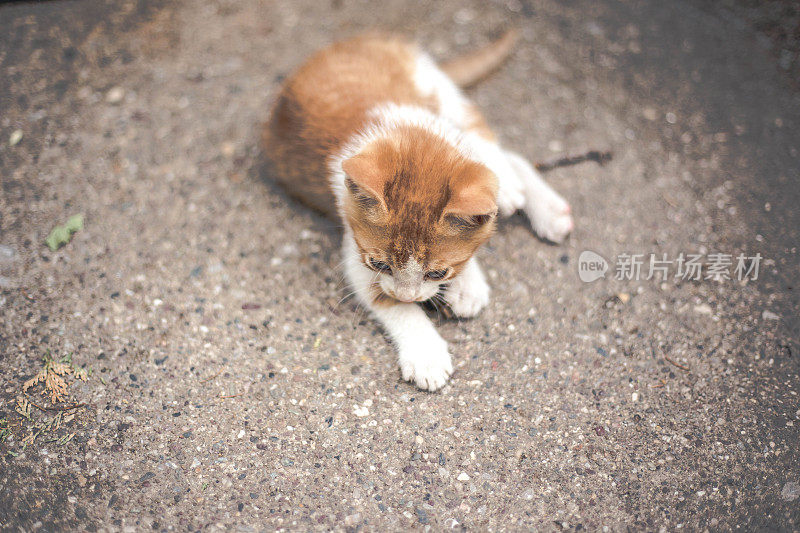 小红猫在户外玩耍