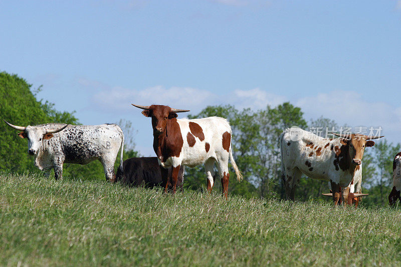 农场牧场上的长角牛