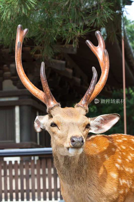 野生的鹿