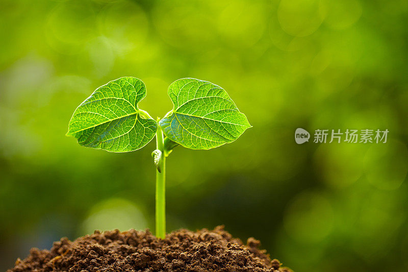 春芽生长在绿色的自然背景下