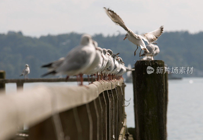 海鸥