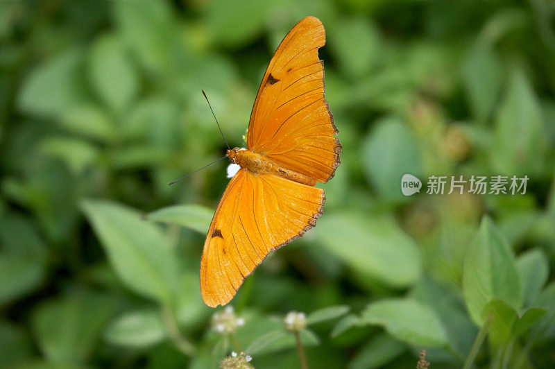 黄橙色的蝴蝶雄性蛱蝶-木仙蝶