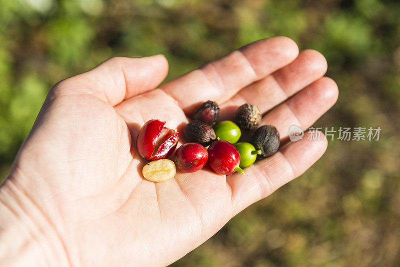 手里拿着鲜红、绿色、成熟的咖啡籽