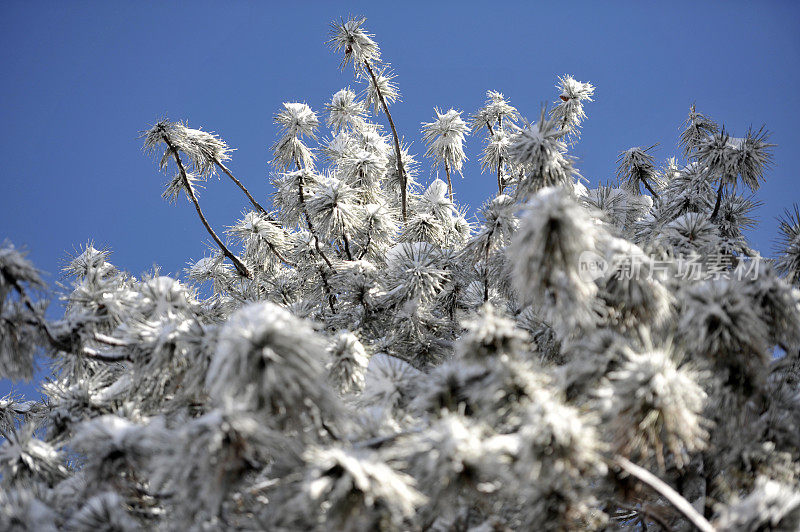 白雪覆盖的树枝