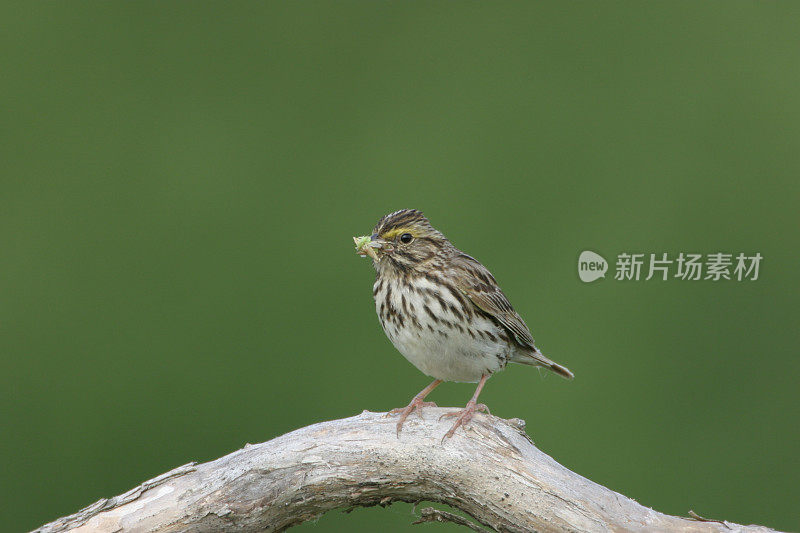 萨凡纳麻雀